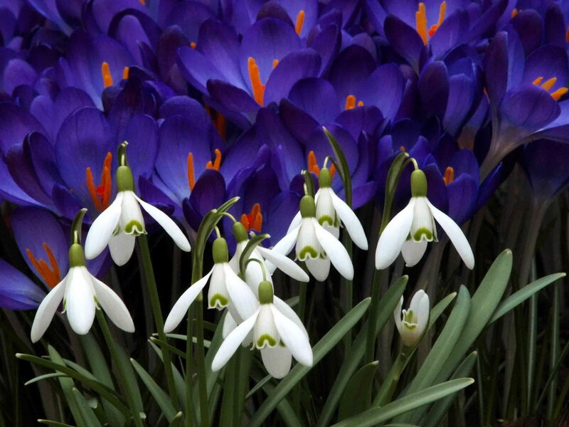 White Snowdrops and Purple Crocuses — Serene