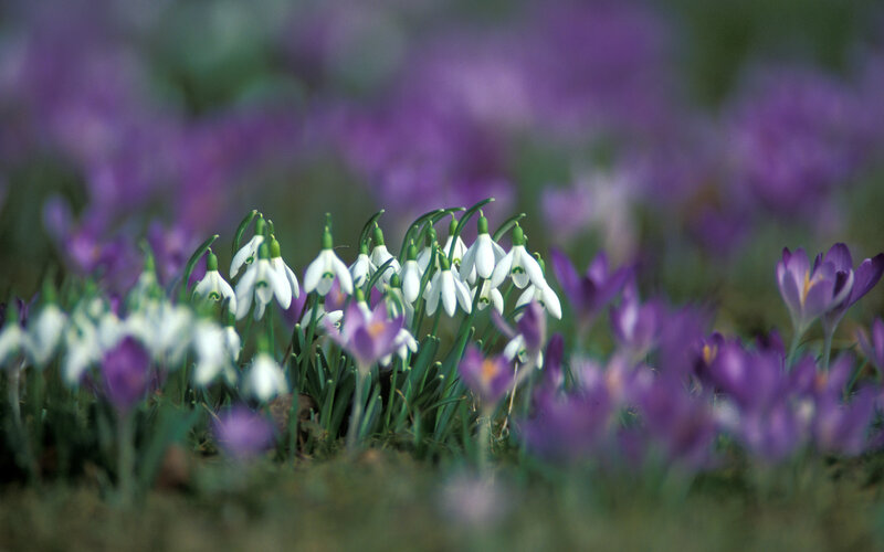 White Snowdrops and Purple Crocuses