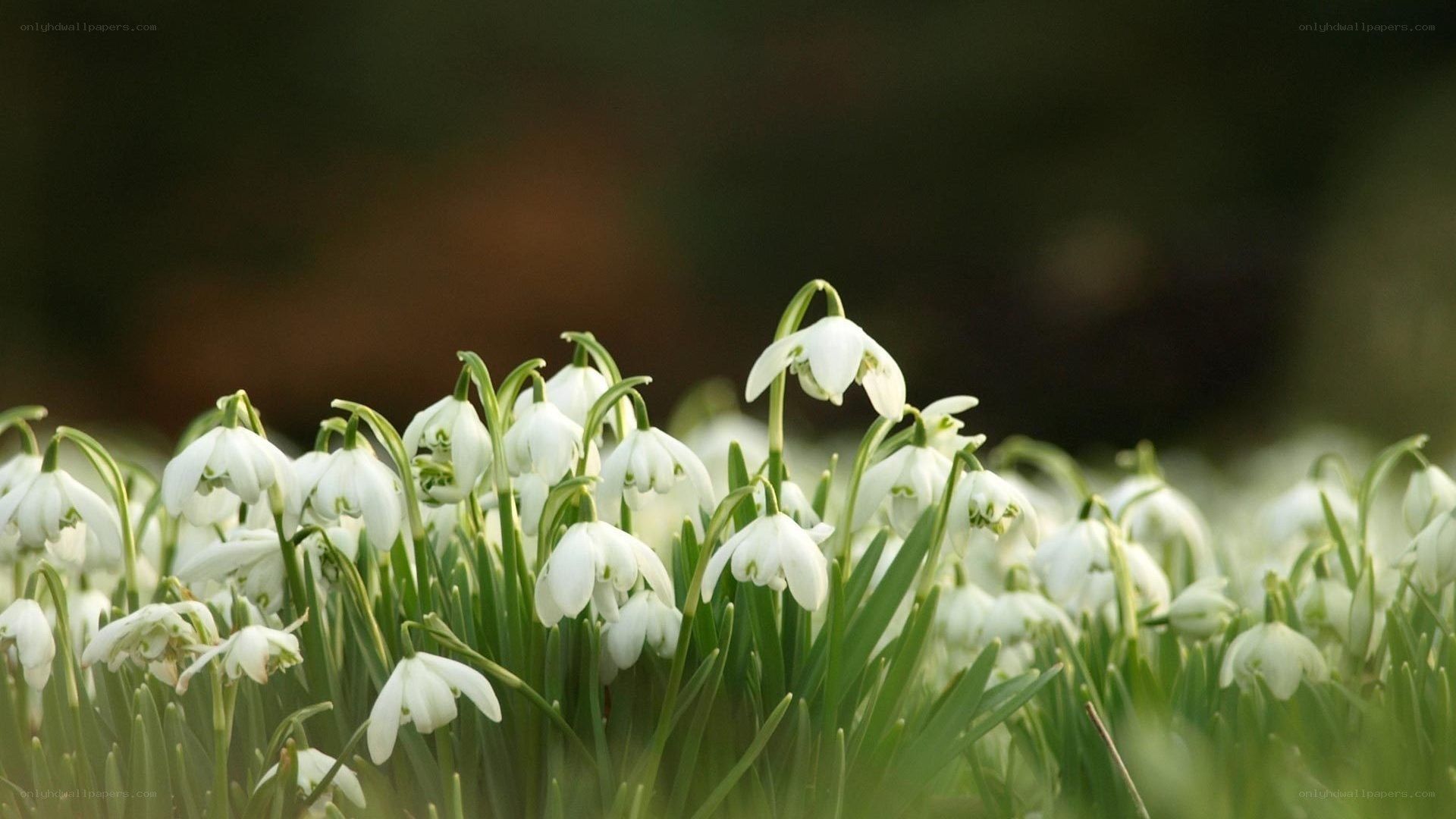 white snowdrops in a field