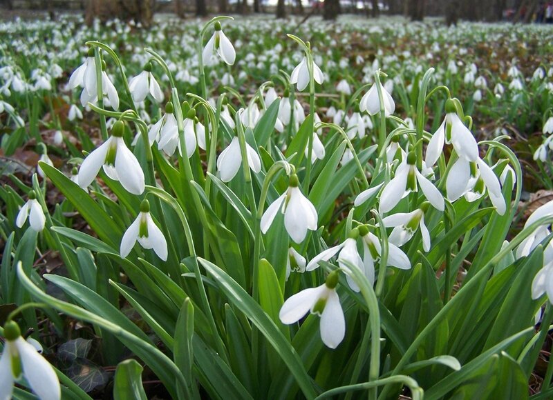 White snowdrops in a field