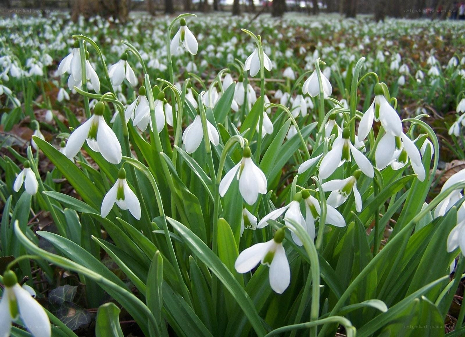 White snowdrops in a field