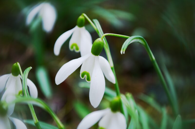White snowdrops in a forest