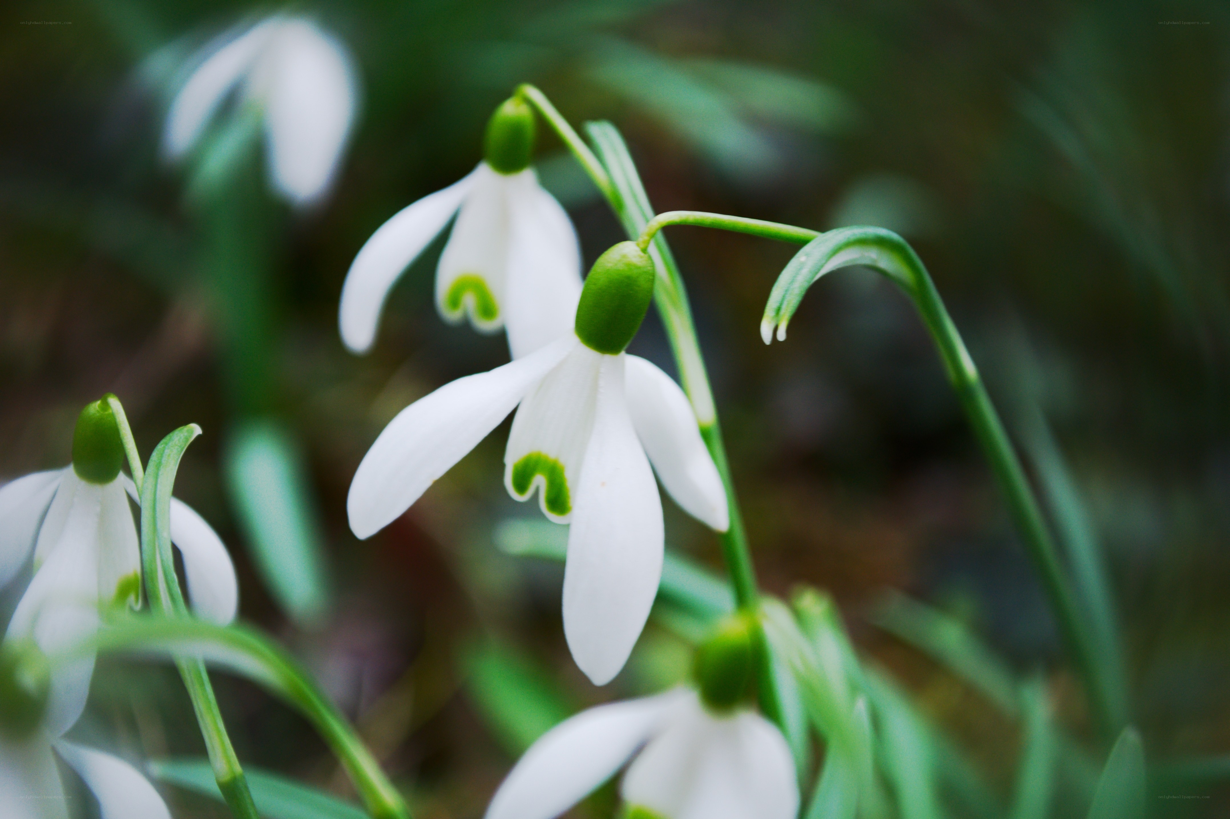 White snowdrops in a forest