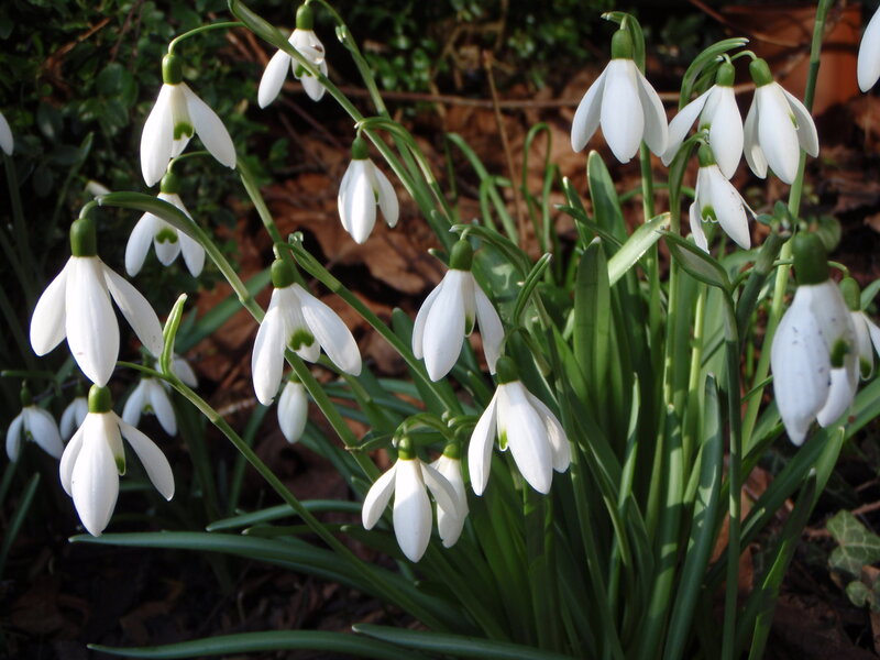 White snowdrops in a garden