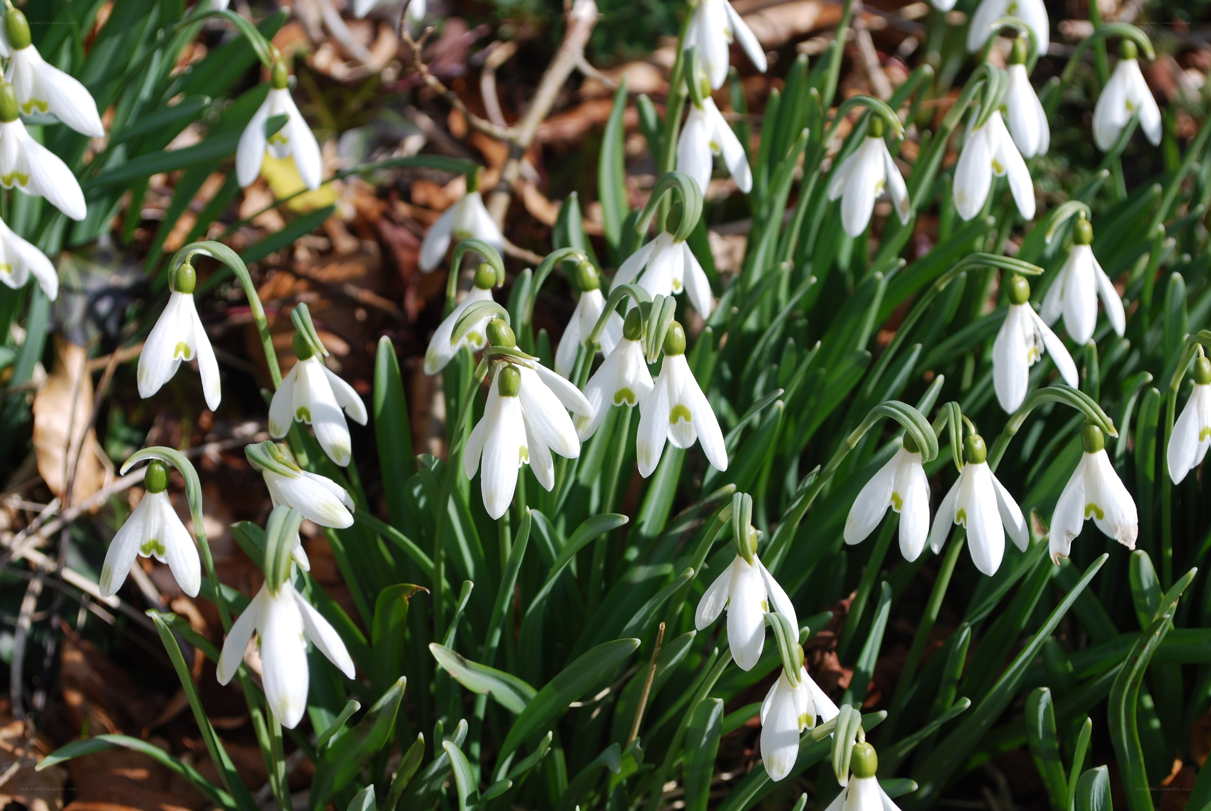 White snowdrops in a garden