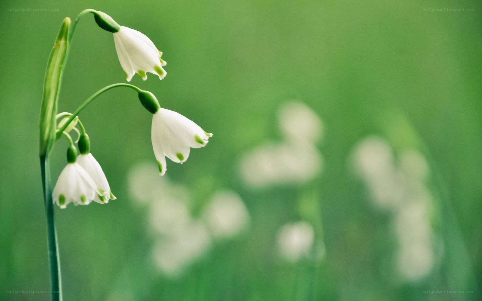 White snowdrops in a green field