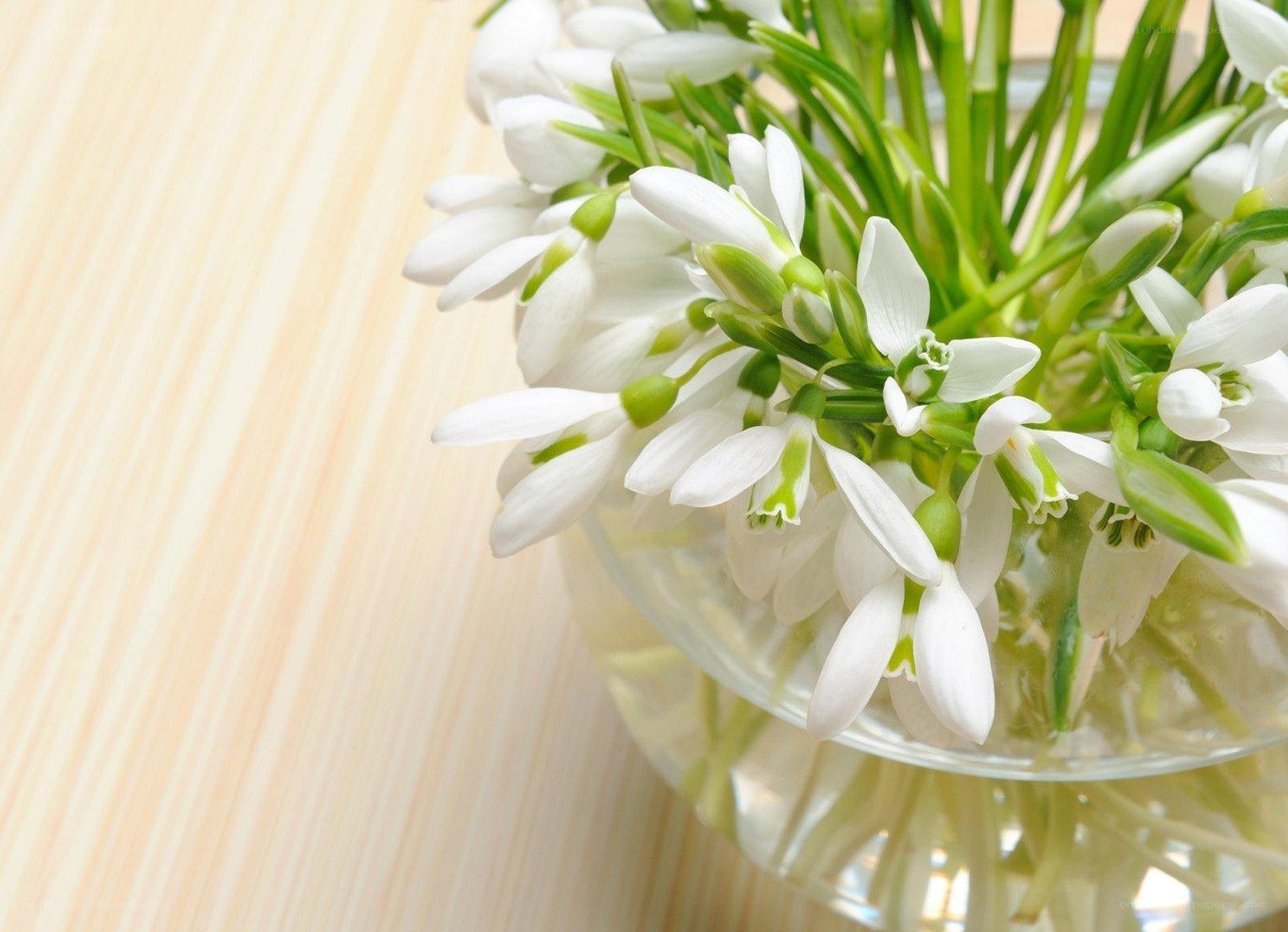 white snowdrops in a vase