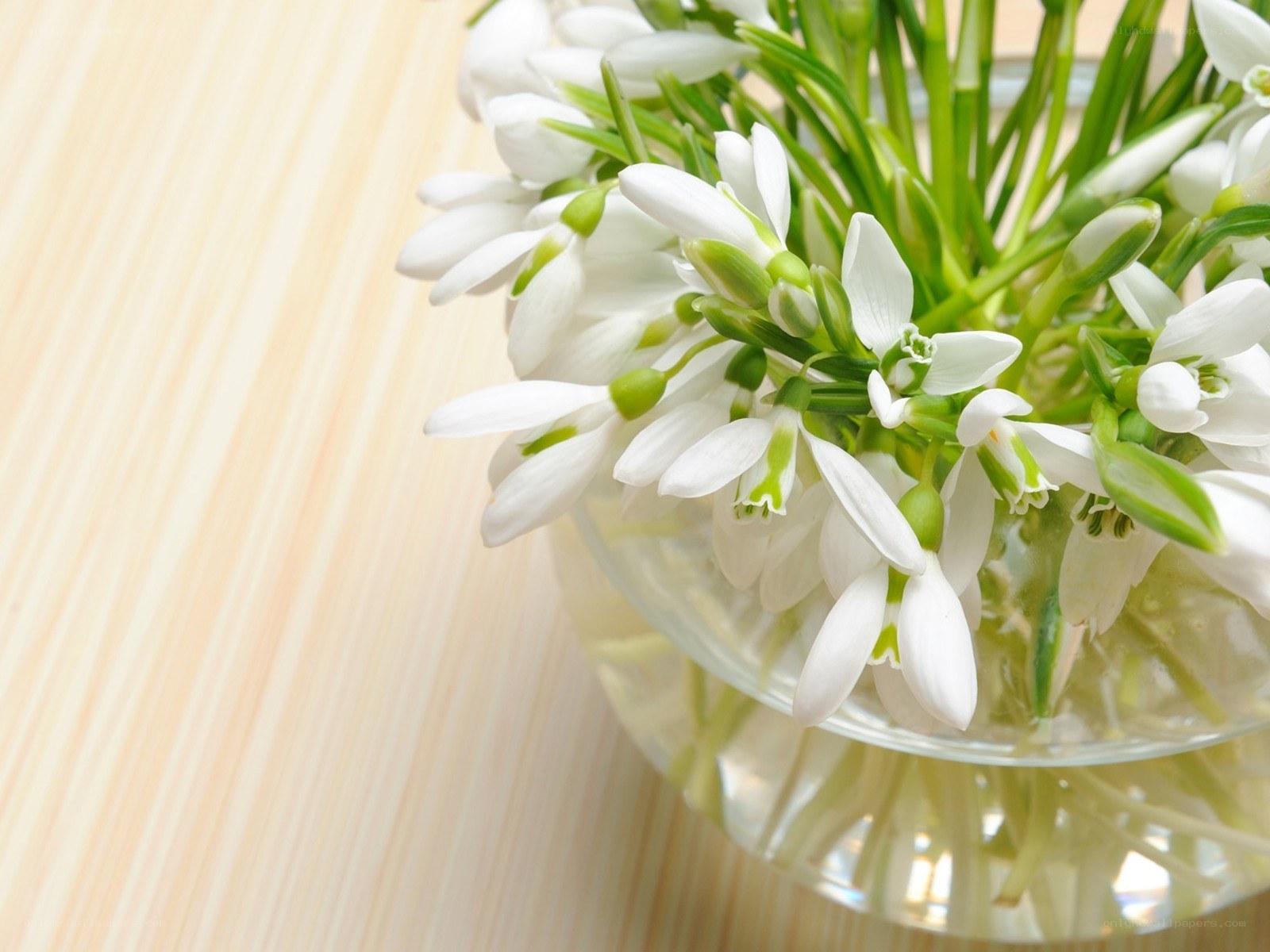 White snowdrops in a vase
