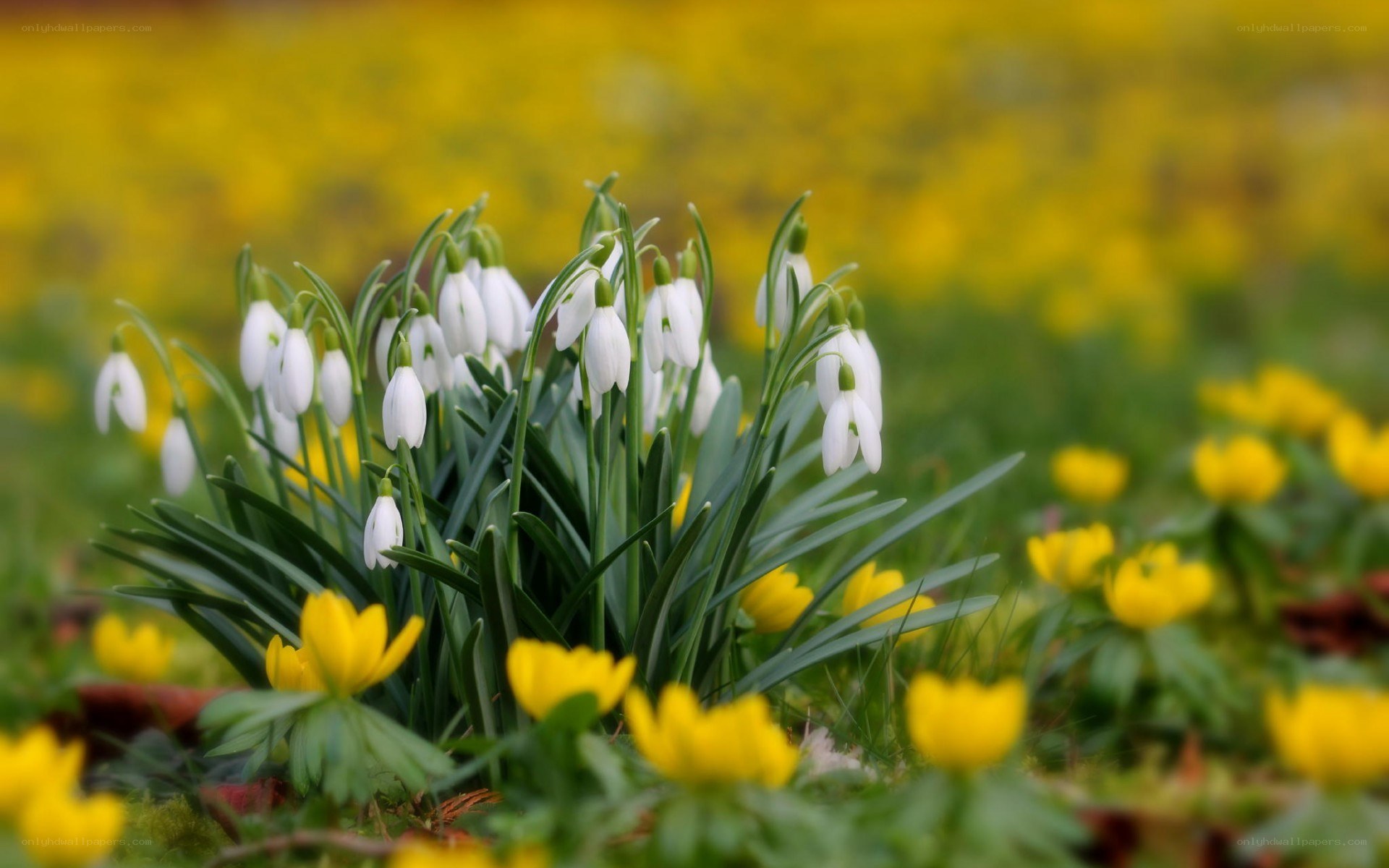 White snowdrops in a yellow field