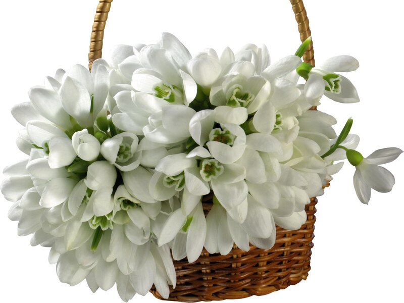 White Snowdrops in Basket — Serene, Spring