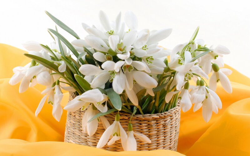 White Snowdrops in Basket — Serene