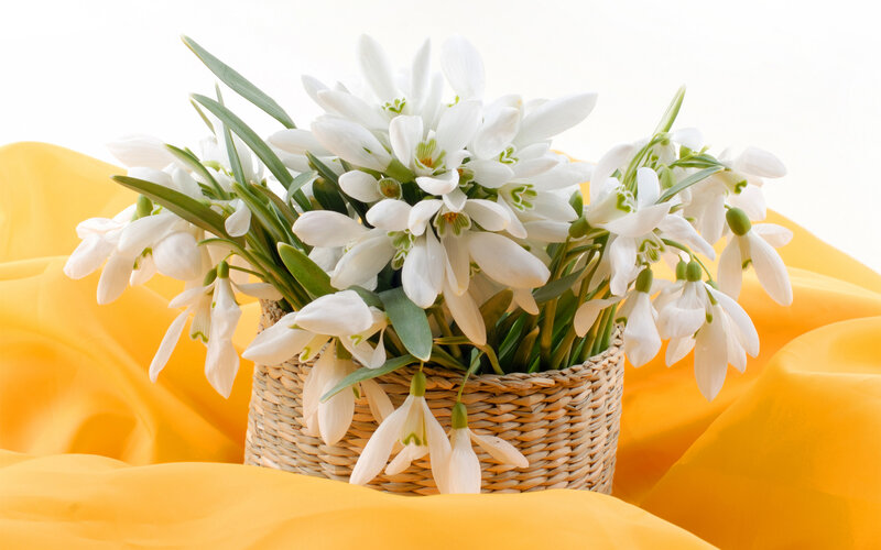 White Snowdrops in Basket