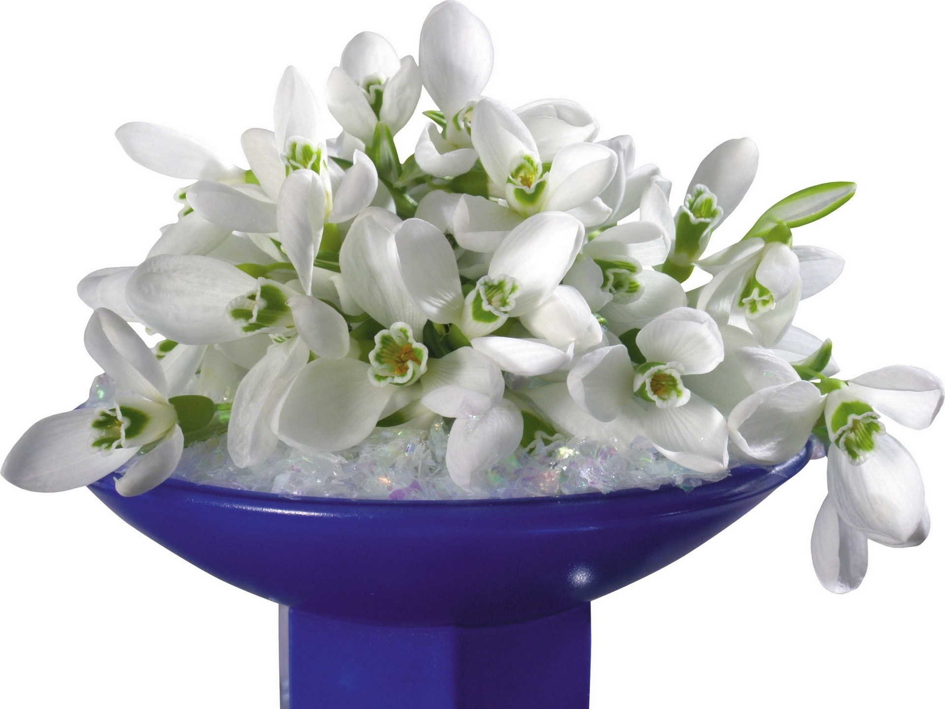white snowdrops in blue bowl