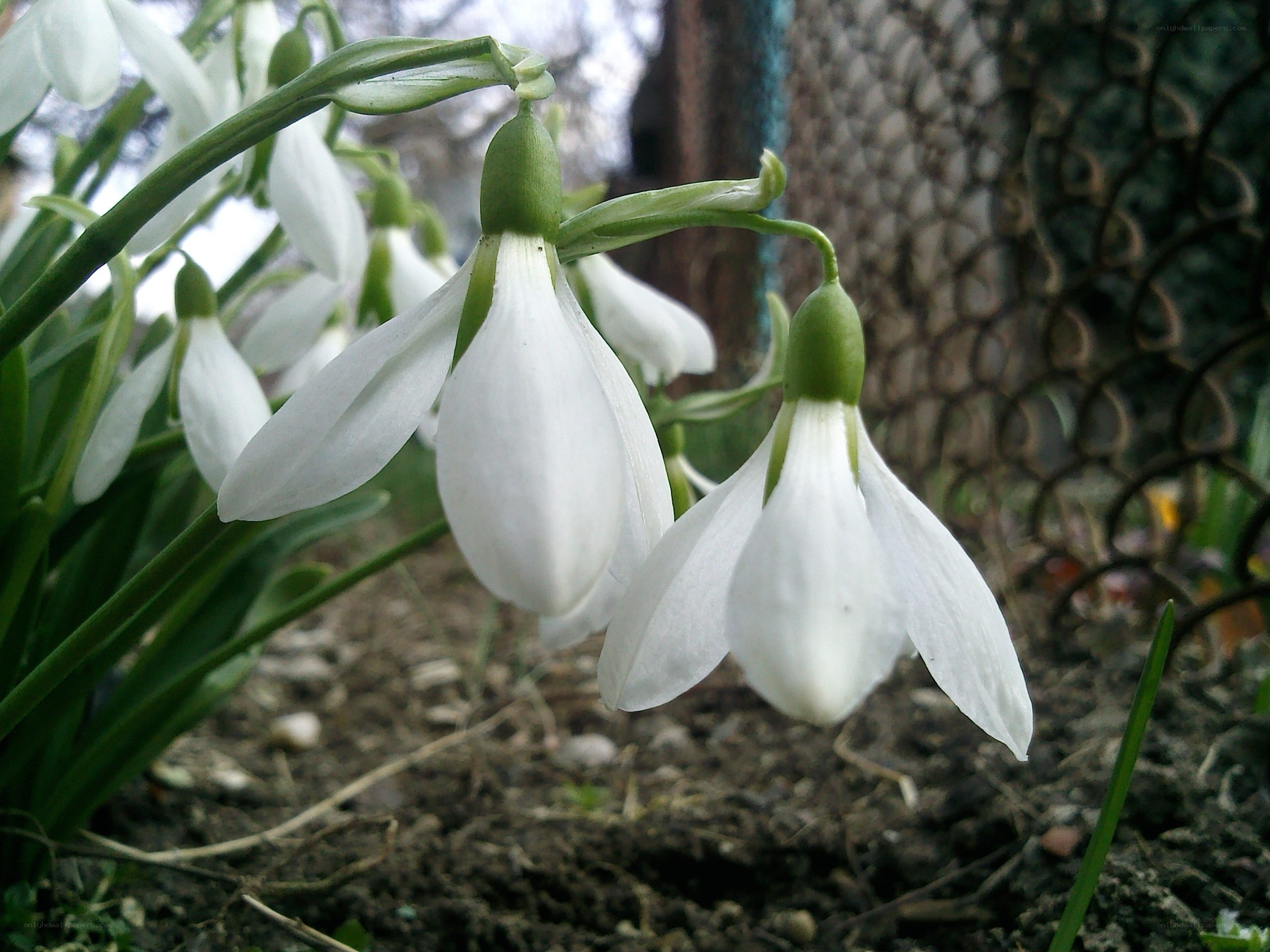White snowdrops in garden