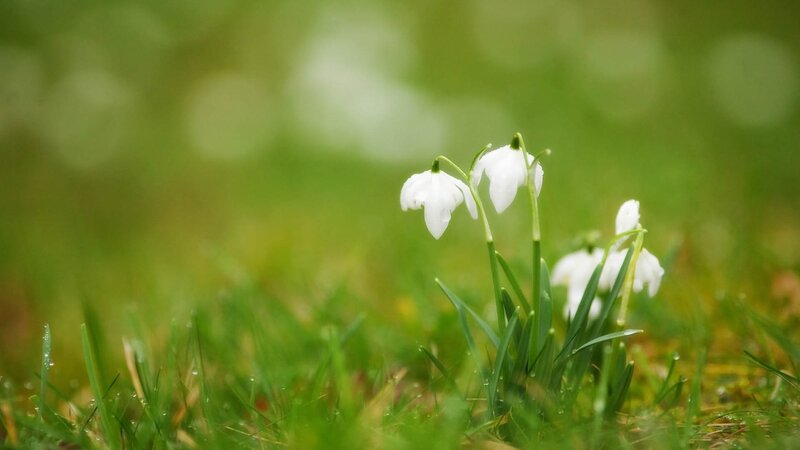 White Snowdrops in Grass — Green
