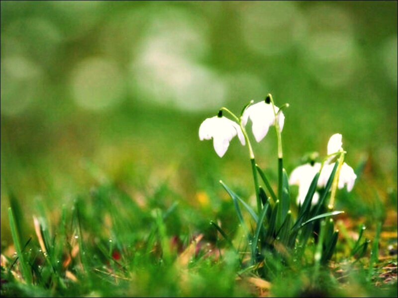 White Snowdrops in Grass
