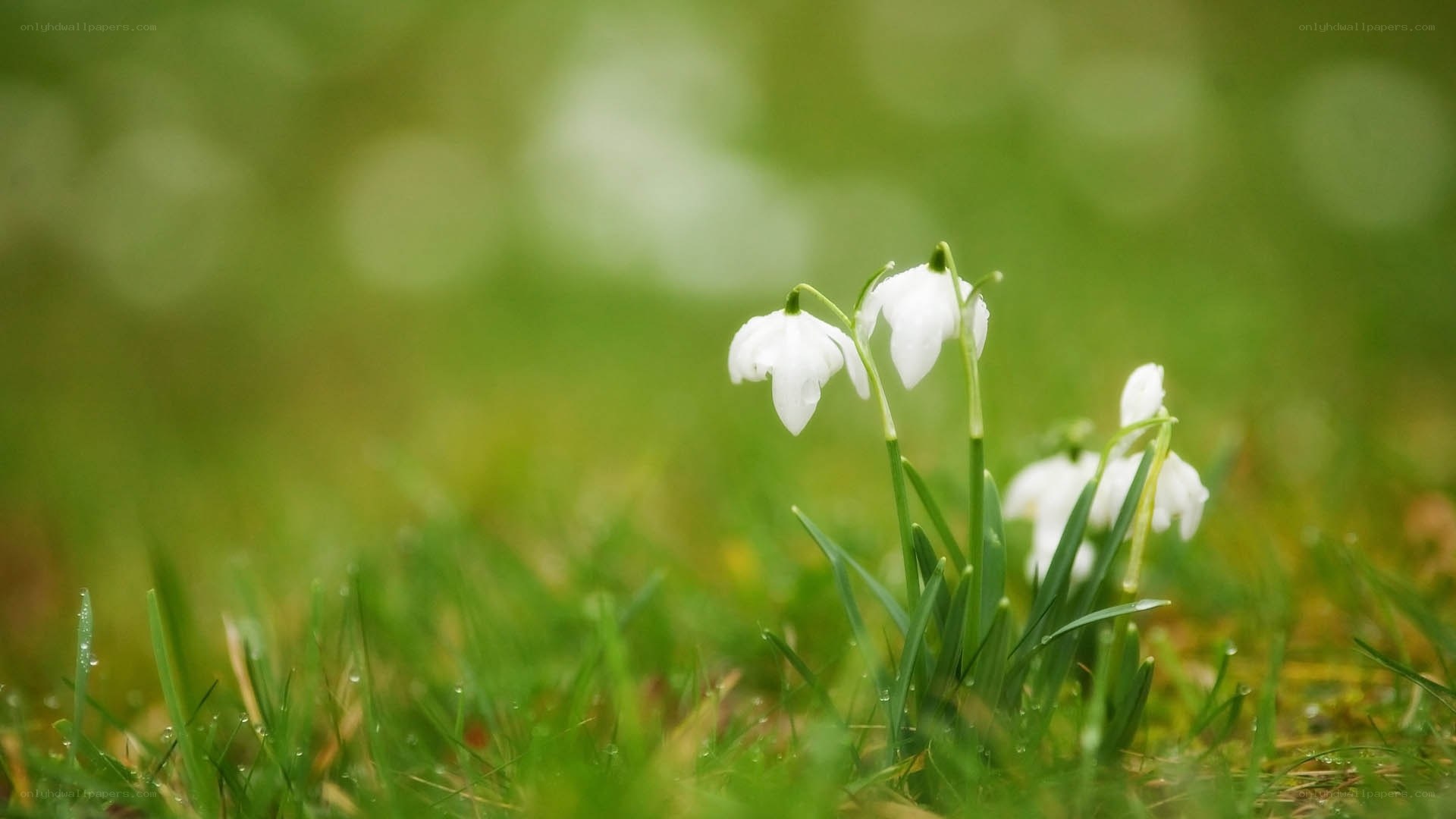 White snowdrops in green grass