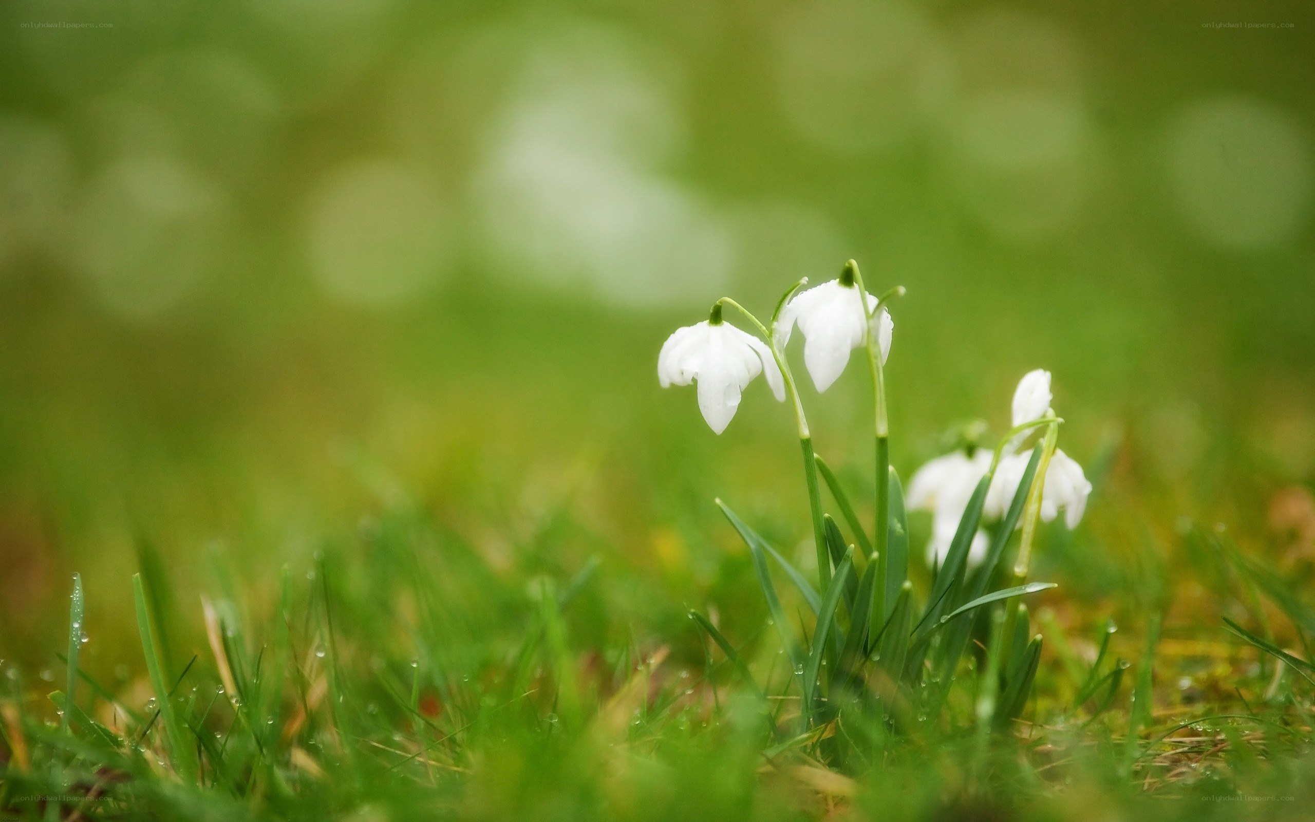 White snowdrops in green grass