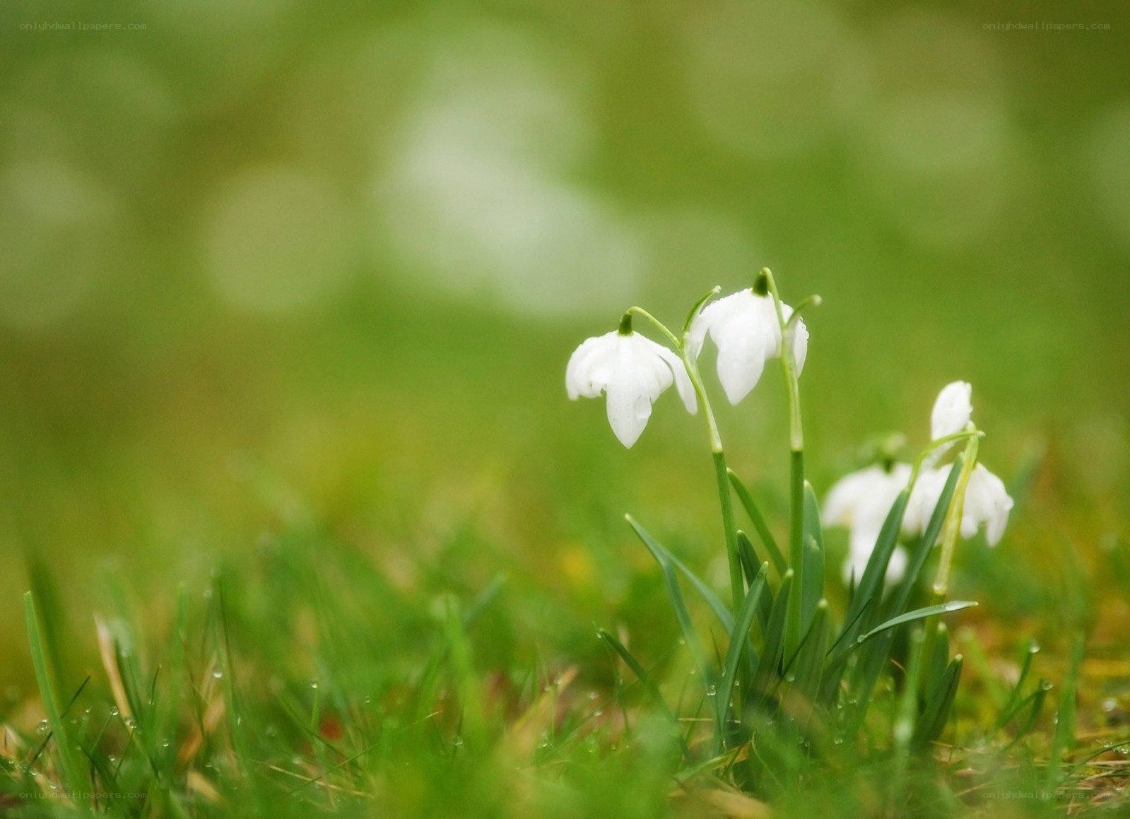 White snowdrops in green grass