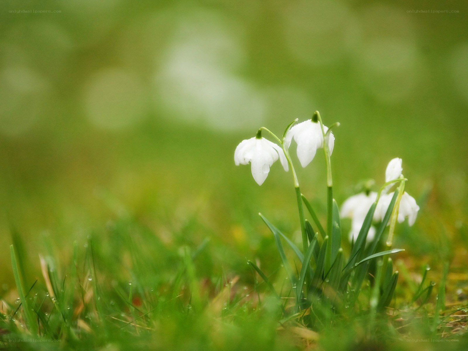 White snowdrops in green grass