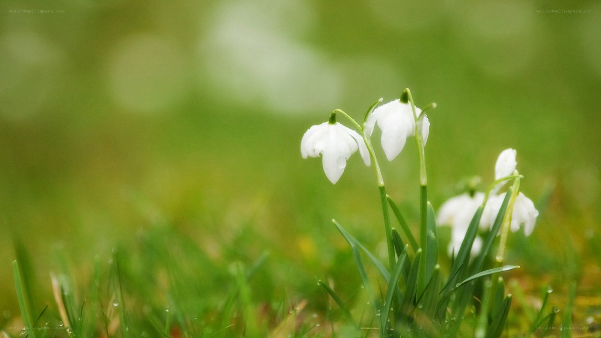 White snowdrops in green grass