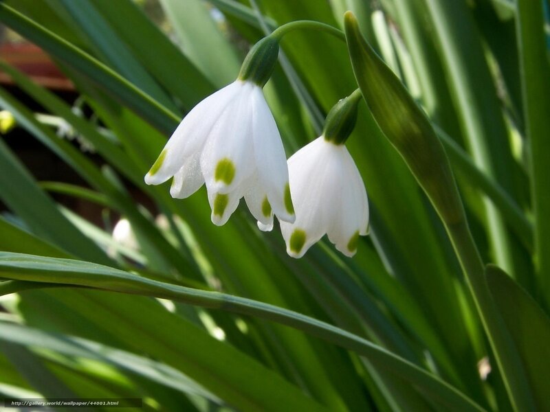 White snowdrops in green leaves