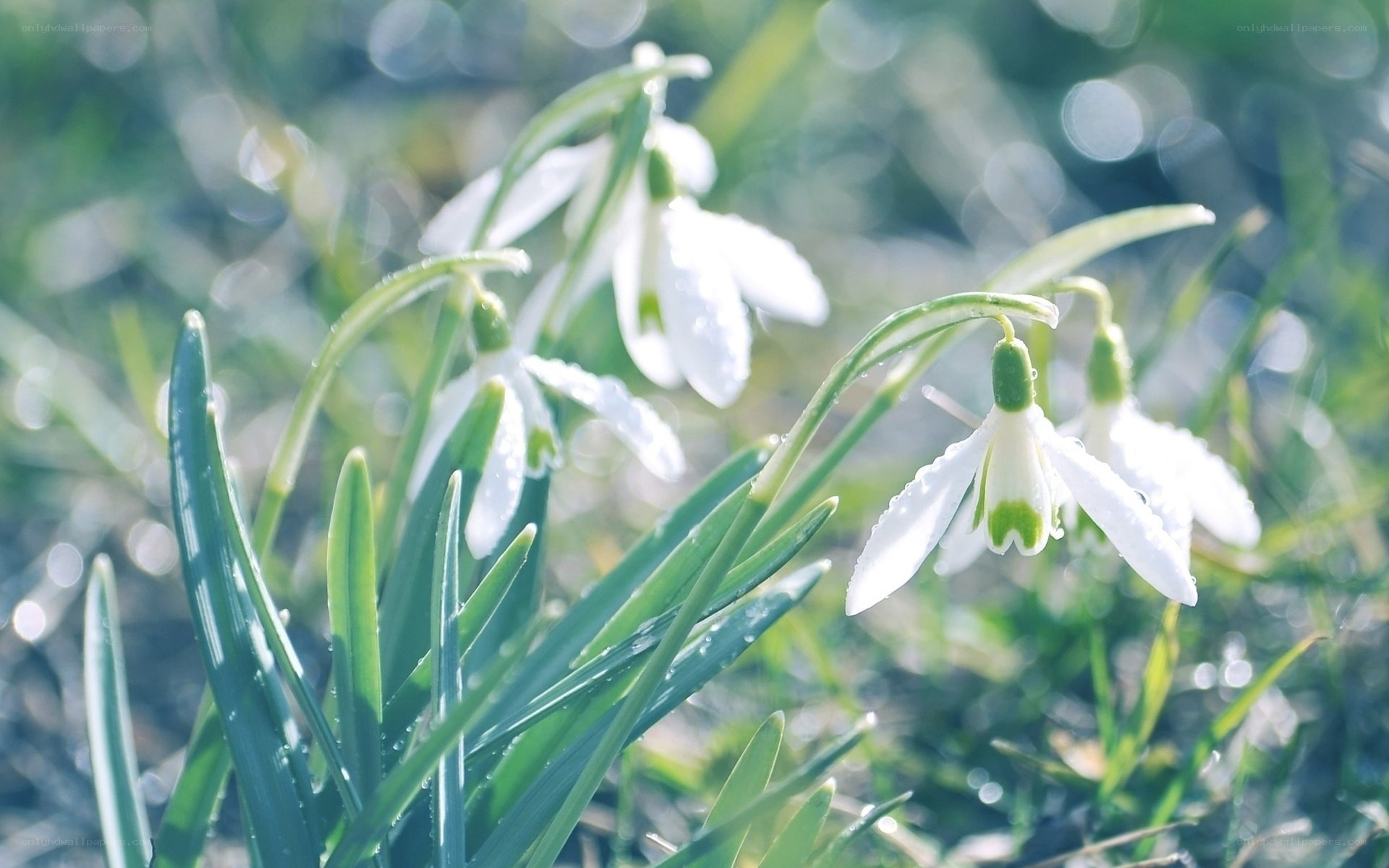 White snowdrops in morning light