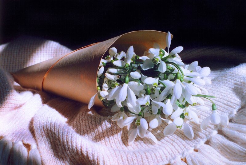 White Snowdrops in Paper