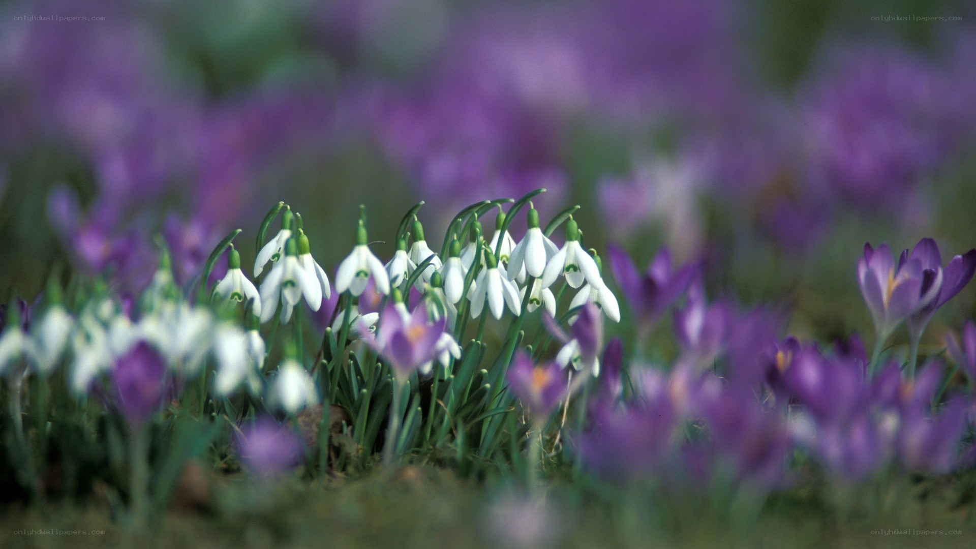White snowdrops in purple field