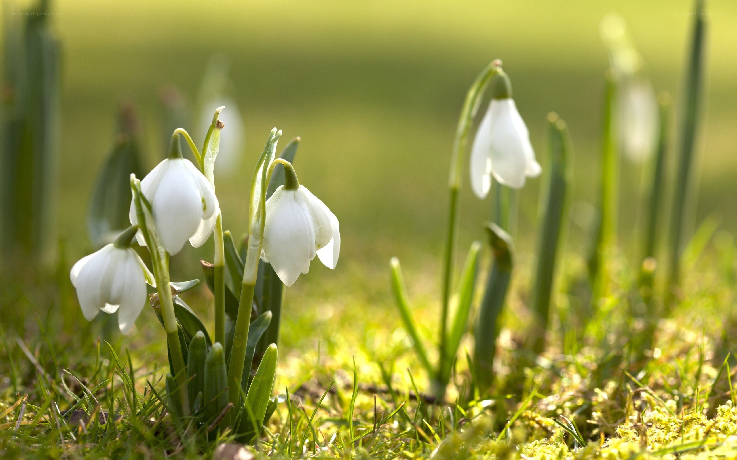 White snowdrops in spring