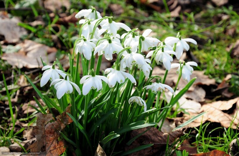White snowdrops in spring