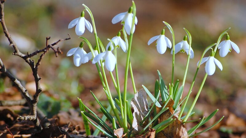 White snowdrops in spring