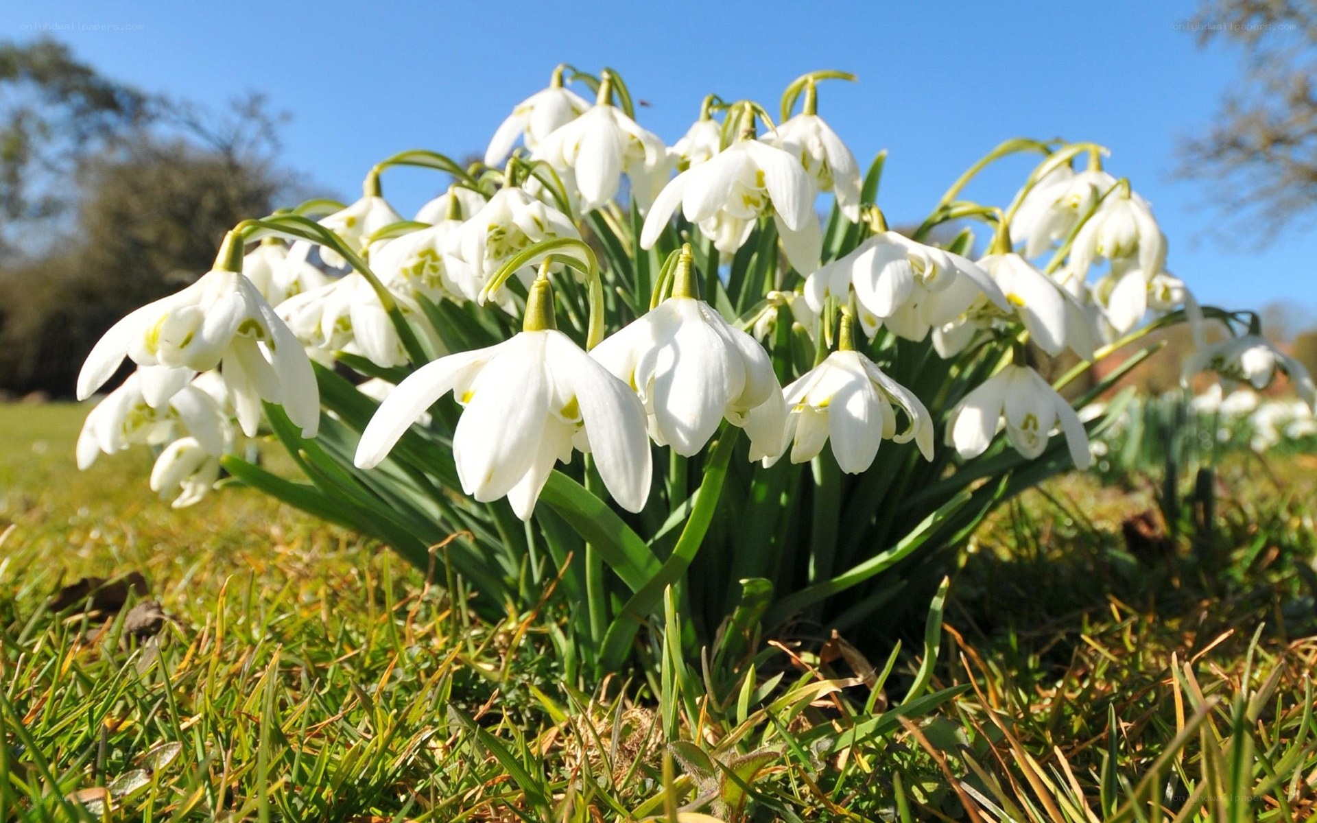 White snowdrops in spring
