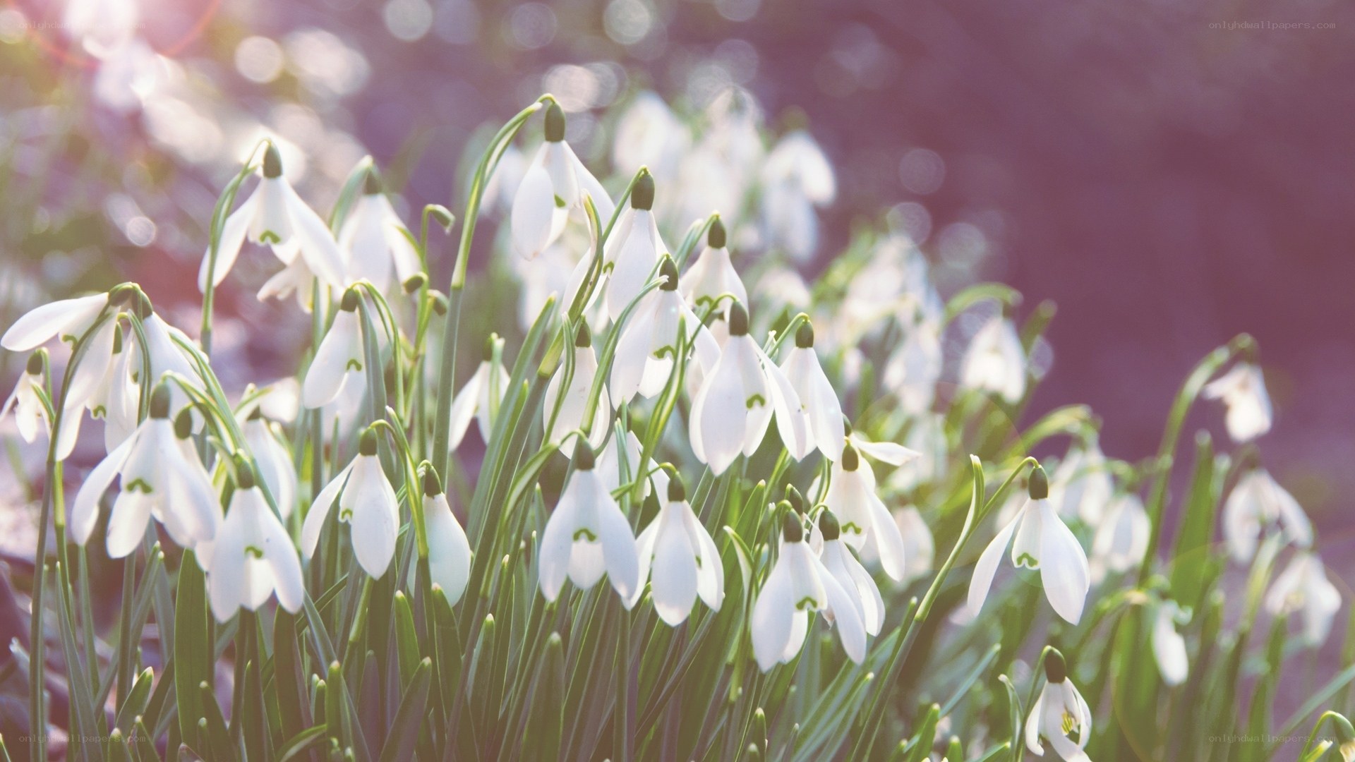 White snowdrops in sunlight