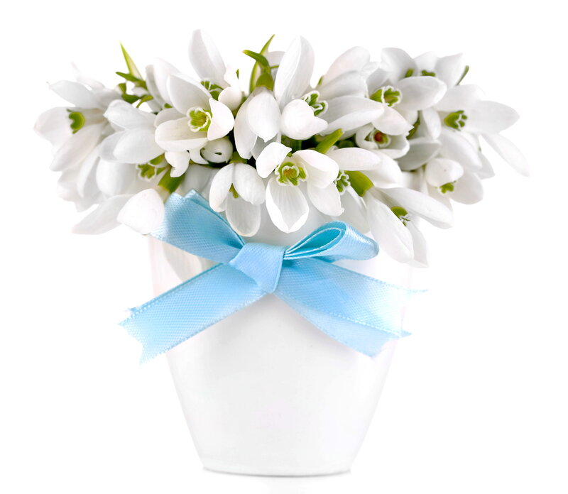 White Snowdrops in Vase