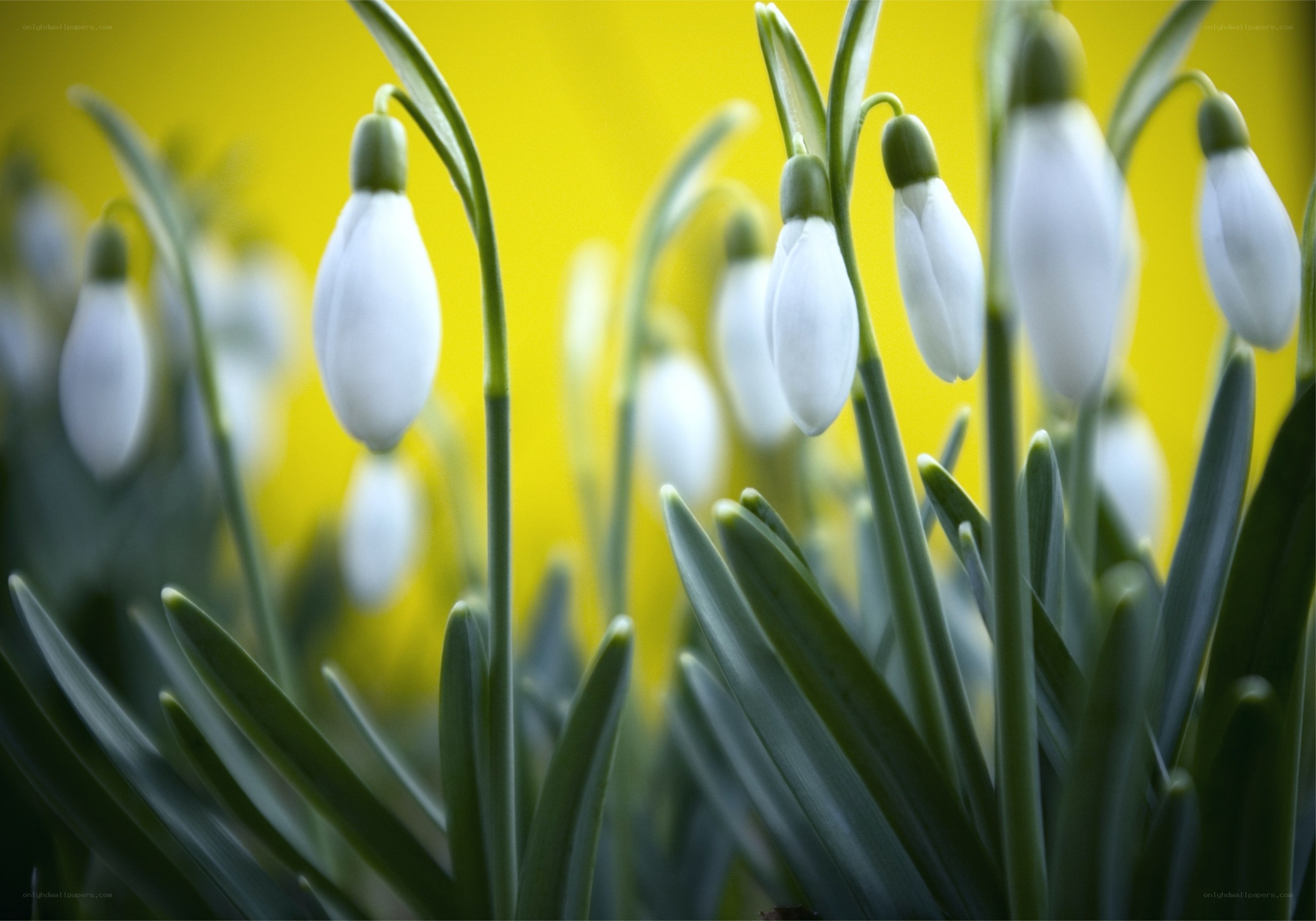 White snowdrops on yellow