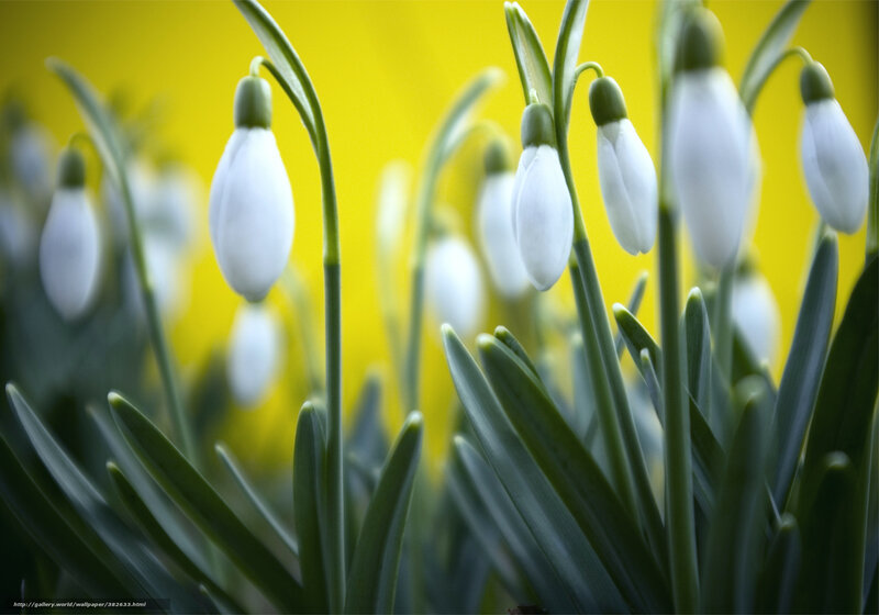 White snowdrops on yellow