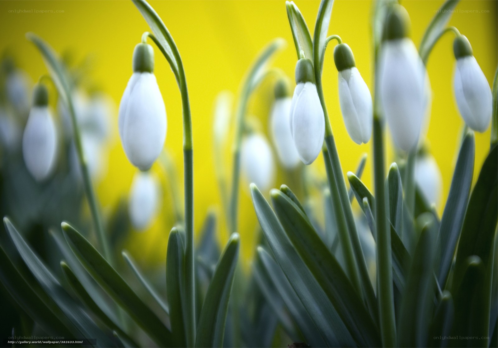 White snowdrops on yellow