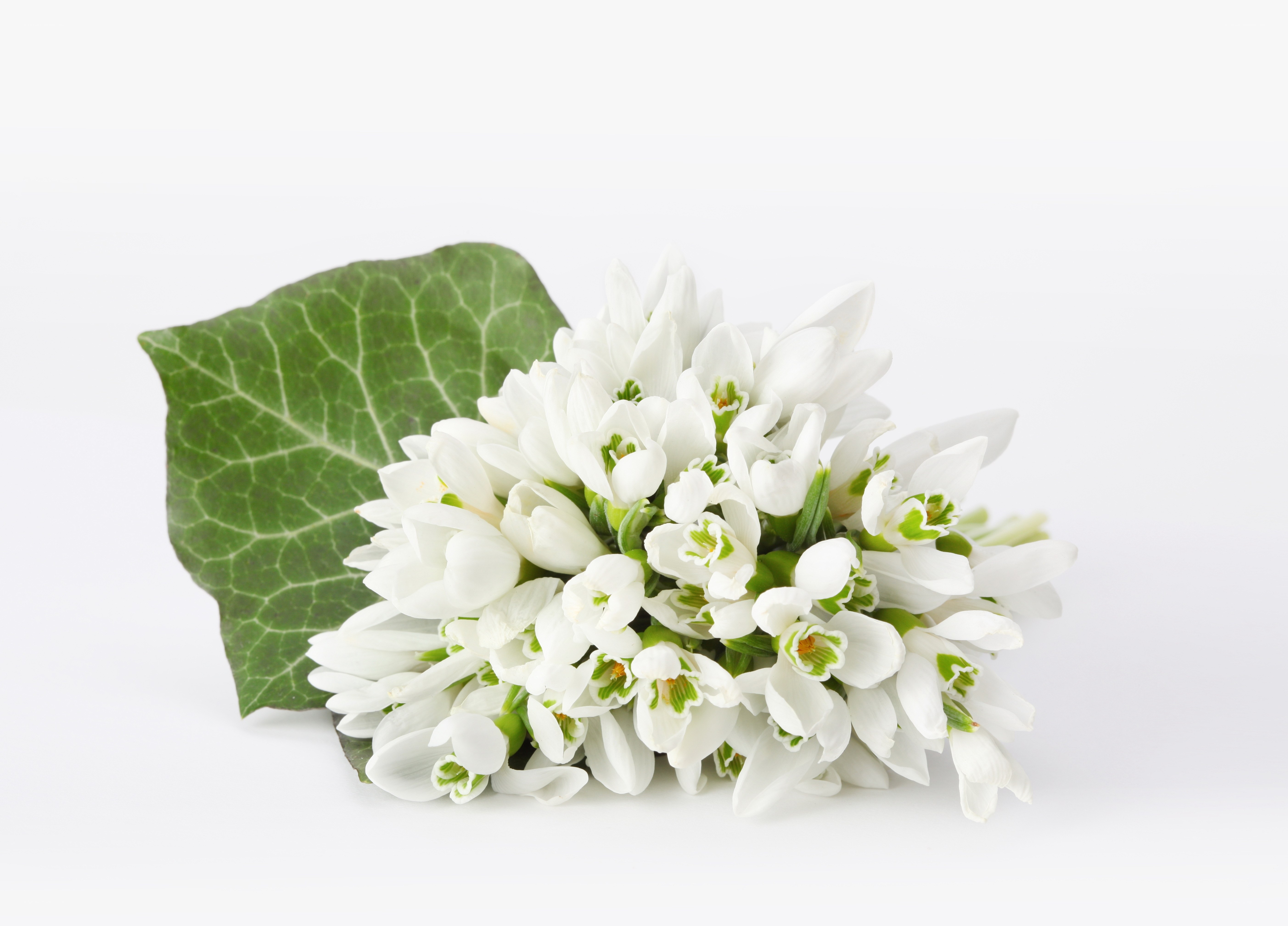 white snowdrops with ivy leaf