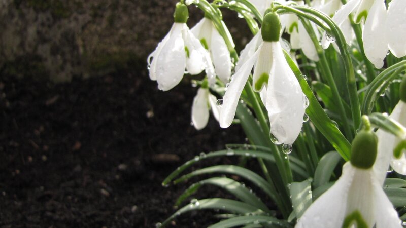 White snowdrops with raindrops