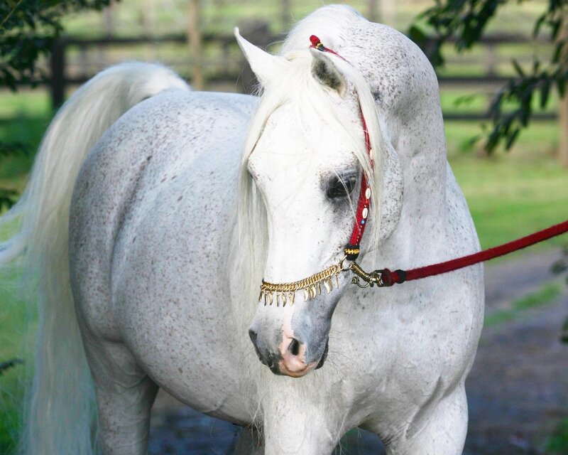 White Speckled Horse — Calm, Afternoon