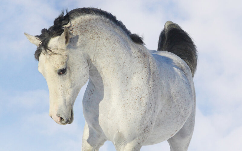 White Speckled Horse — Calm