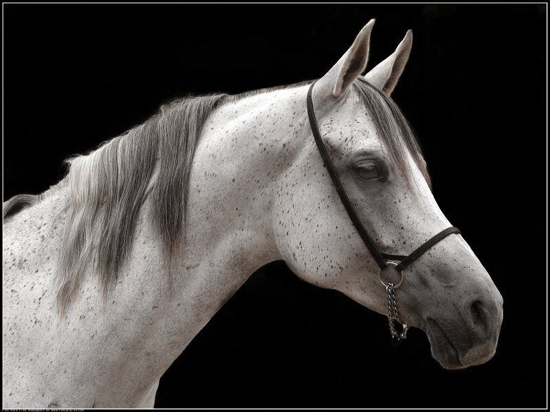 White Speckled Horse — Dramatic