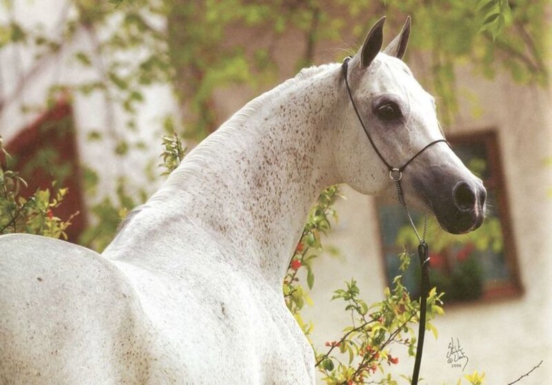 White Speckled Horse