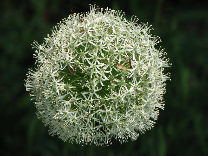 white spherical flower head
