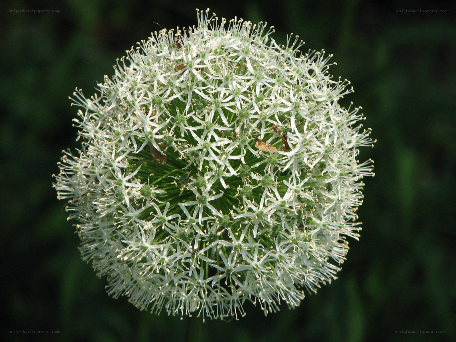 white spherical flower head