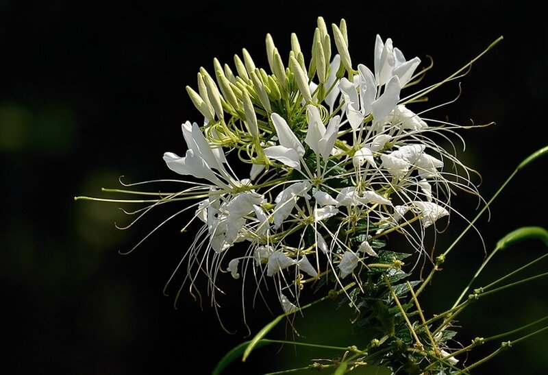 White Spider Flower — Dramatic