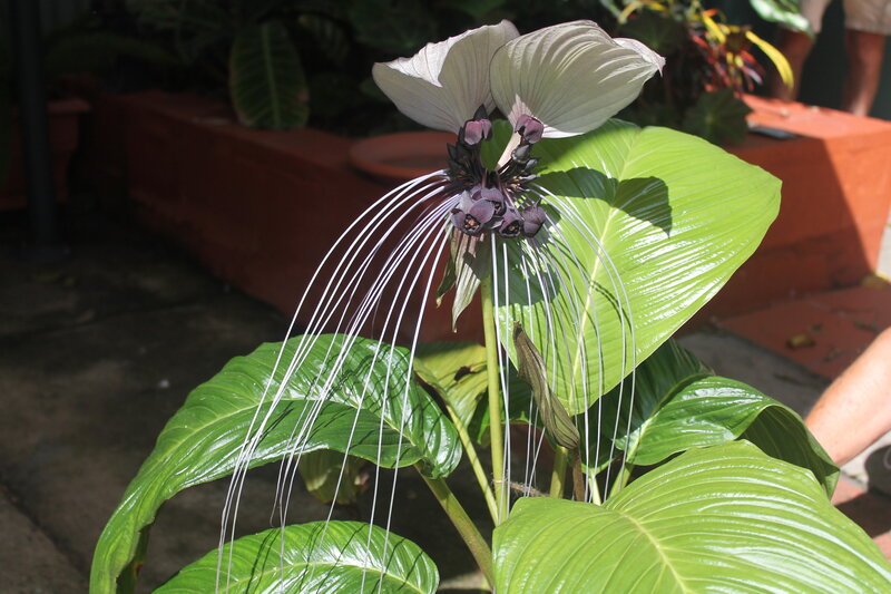 White Spider Flower