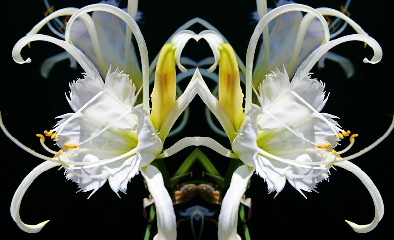 White Spider Lilies — Dramatic
