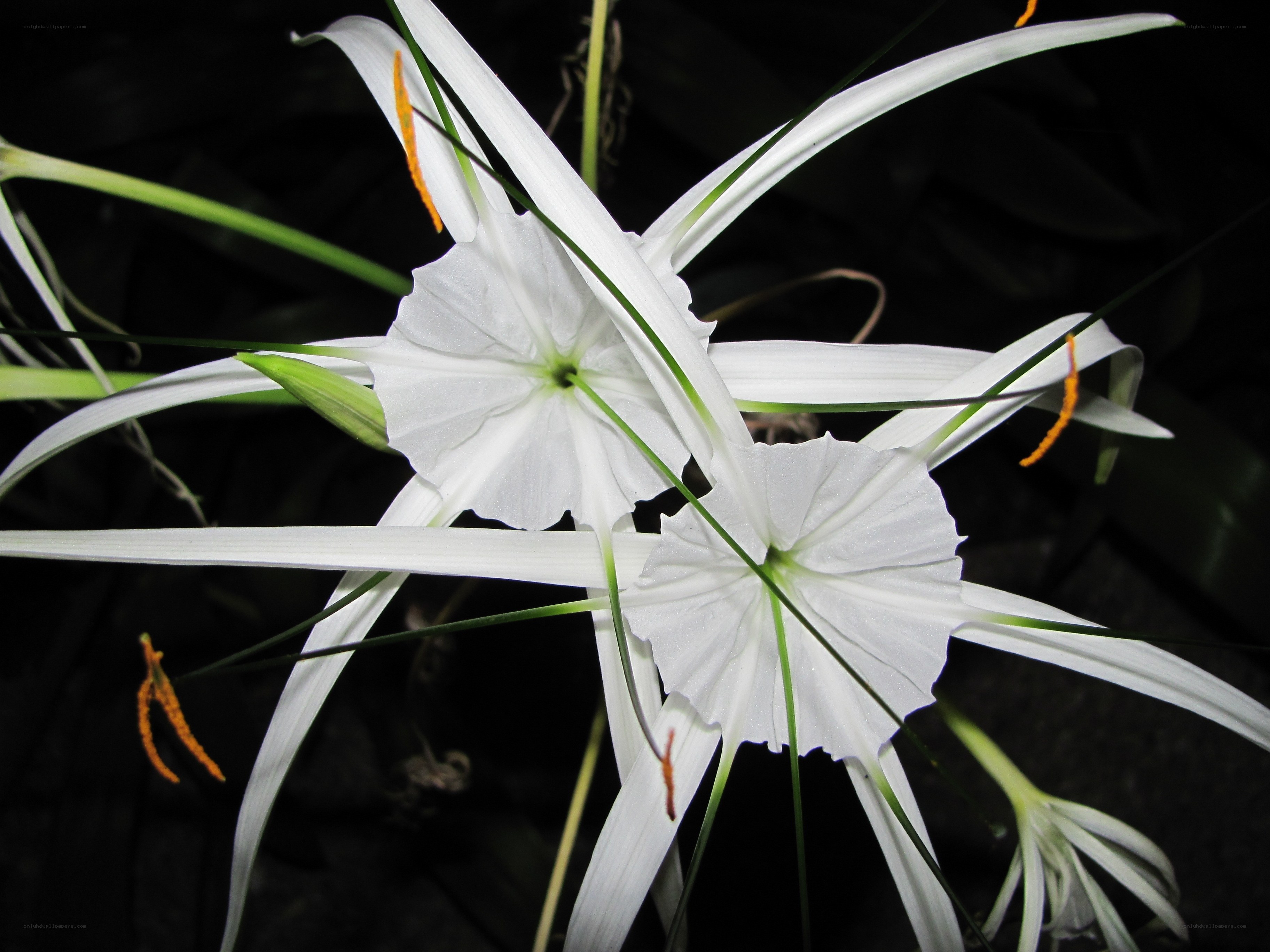 White spider lilies in bloom